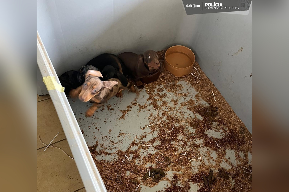 FOTO: V Partizánskom a Prievidzi našli dokopy až 853 nelegálne chovaných psov , foto 4