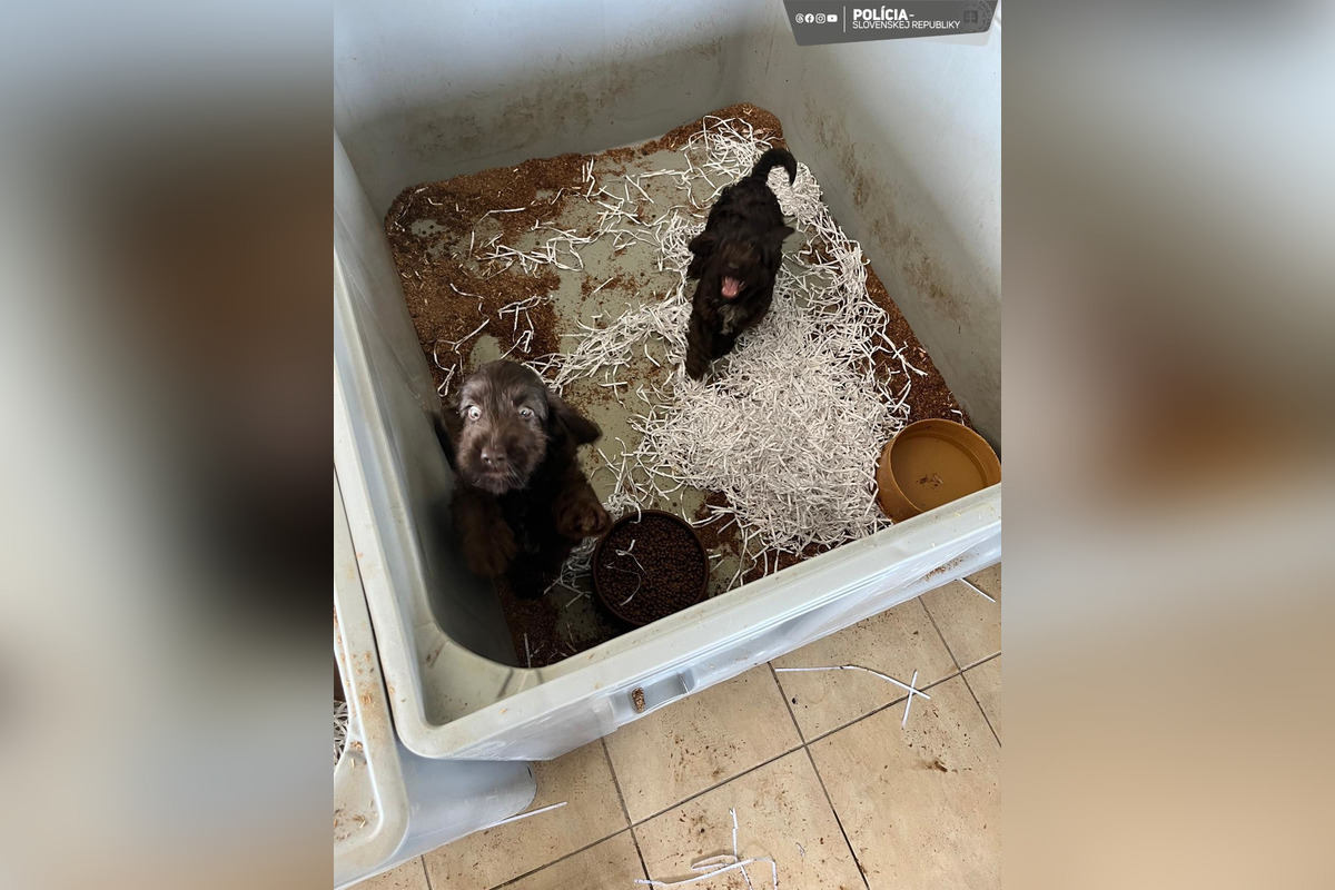 FOTO: V Partizánskom a Prievidzi našli dokopy až 853 nelegálne chovaných psov , foto 5