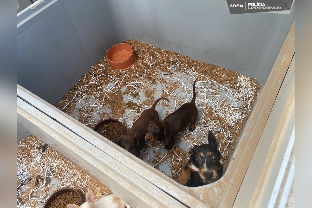 FOTO: V Partizánskom a Prievidzi našli dokopy až 853 nelegálne chovaných psov , foto 7