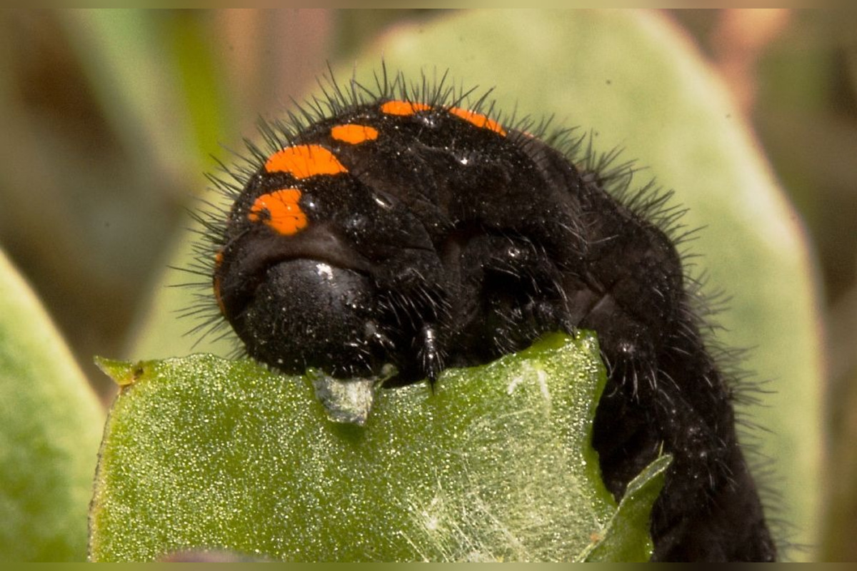 FOTO: Vzácneho motýľa chráni na Považí aj somár, koza a ovce , foto 1