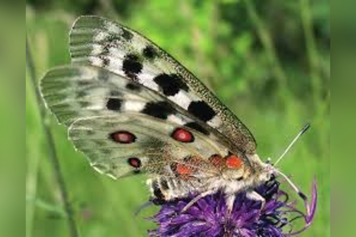 FOTO: Vzácneho motýľa chráni na Považí aj somár, koza a ovce , foto 2