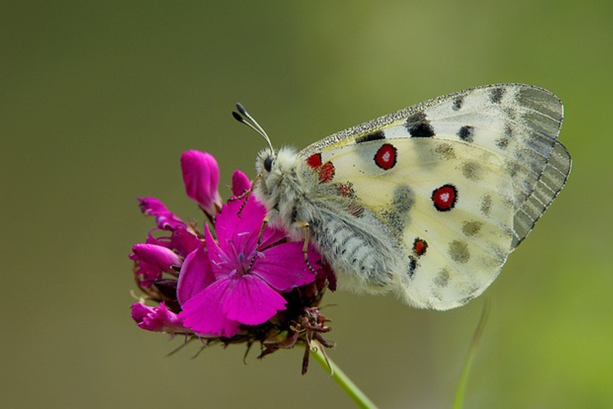 FOTO: Vzácneho motýľa chráni na Považí aj somár, koza a ovce , foto 3