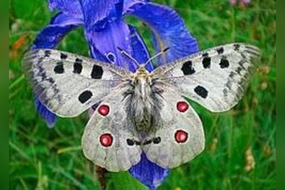 FOTO: Vzácneho motýľa chráni na Považí aj somár, koza a ovce , foto 4