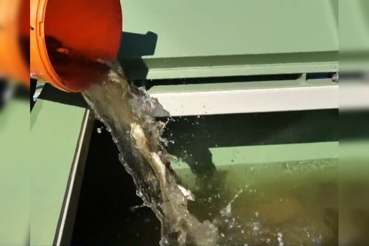 FOTO: V okrese Púchov pristúpili kvôli suchu ku výlovu rýb , foto 4