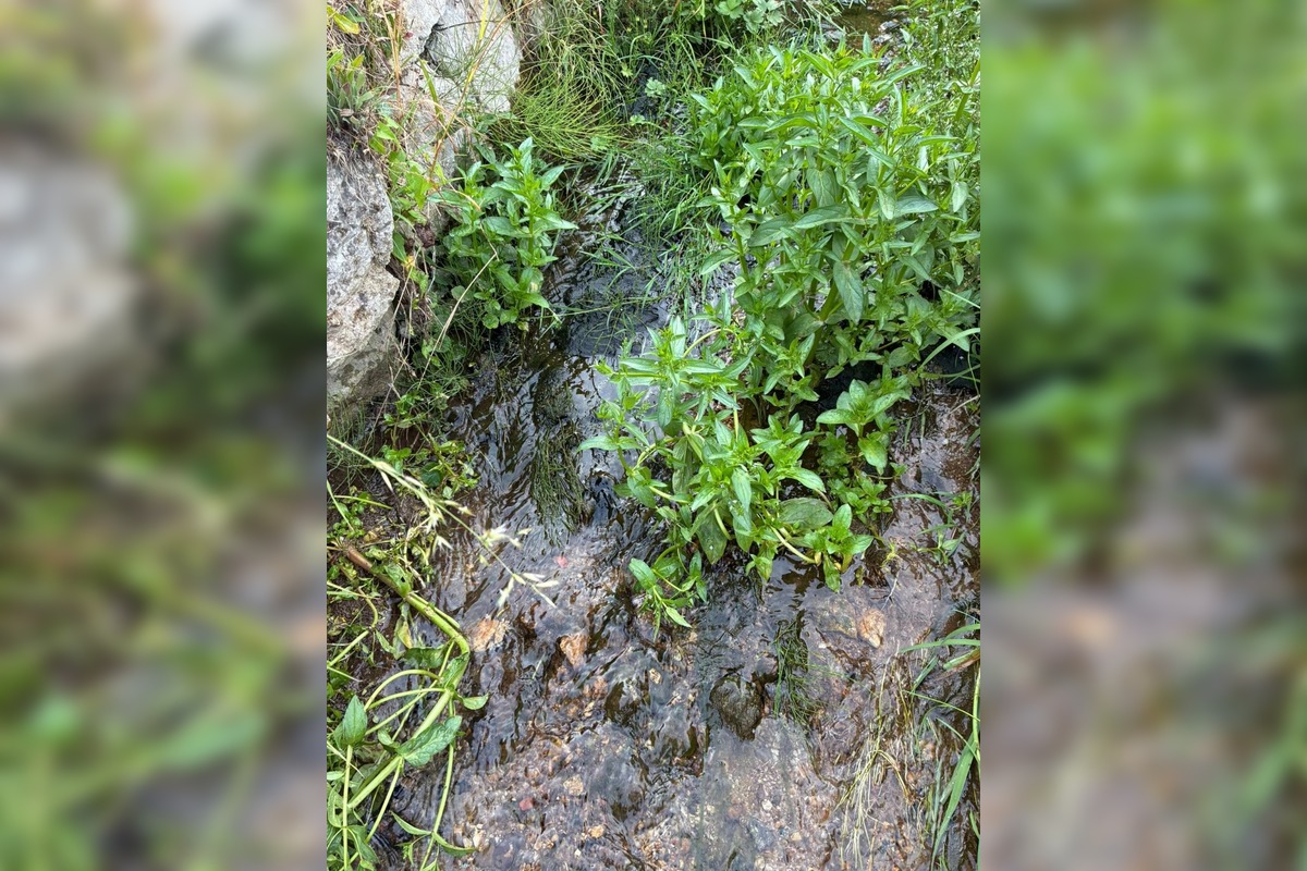 FOTO: V Trenčianskych Miticiach upozorňujú na nelegálne vypúšťanie žúmp do potoka, foto 4