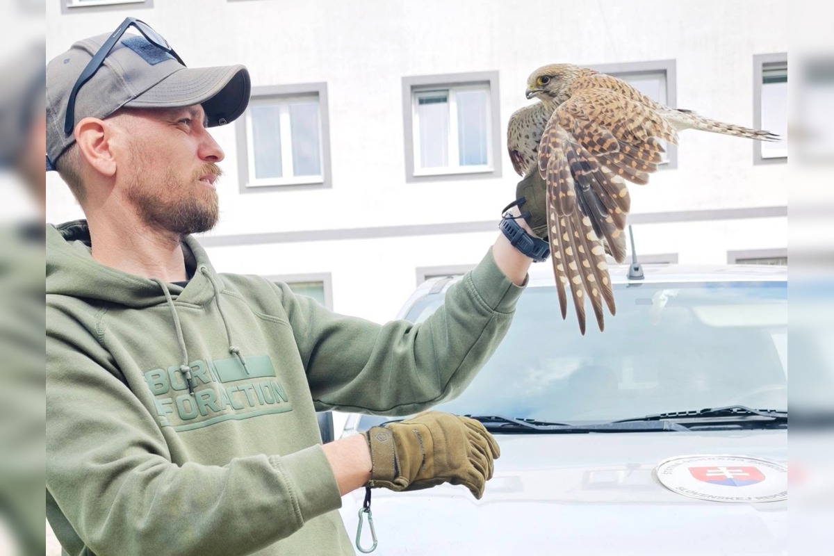 FOTO: V Partizánskom našli zraneného sokola, mestská polícia ho odovzdala ochranárom, foto 1
