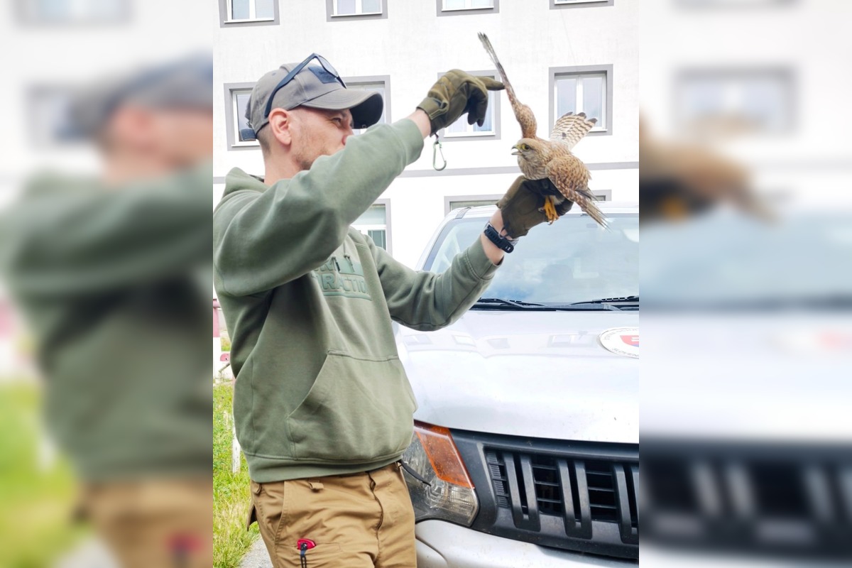 FOTO: V Partizánskom našli zraneného sokola, mestská polícia ho odovzdala ochranárom, foto 2