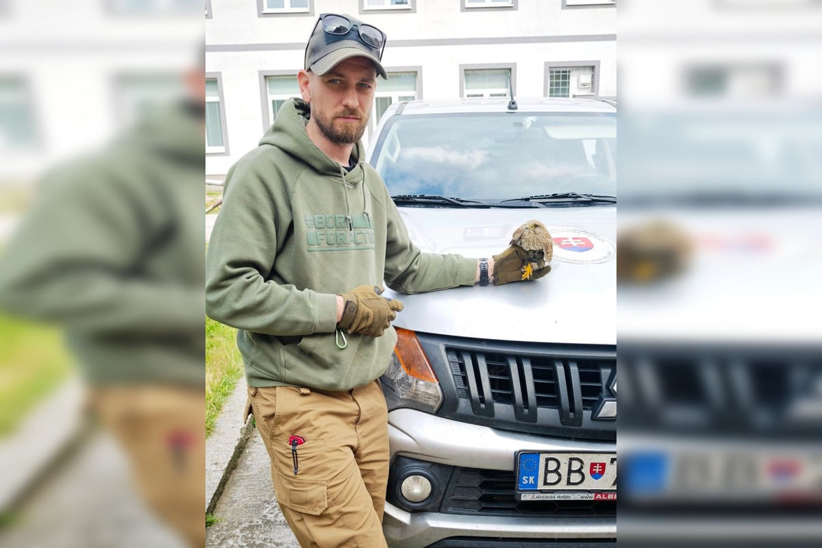 FOTO: V Partizánskom našli zraneného sokola, mestská polícia ho odovzdala ochranárom, foto 3