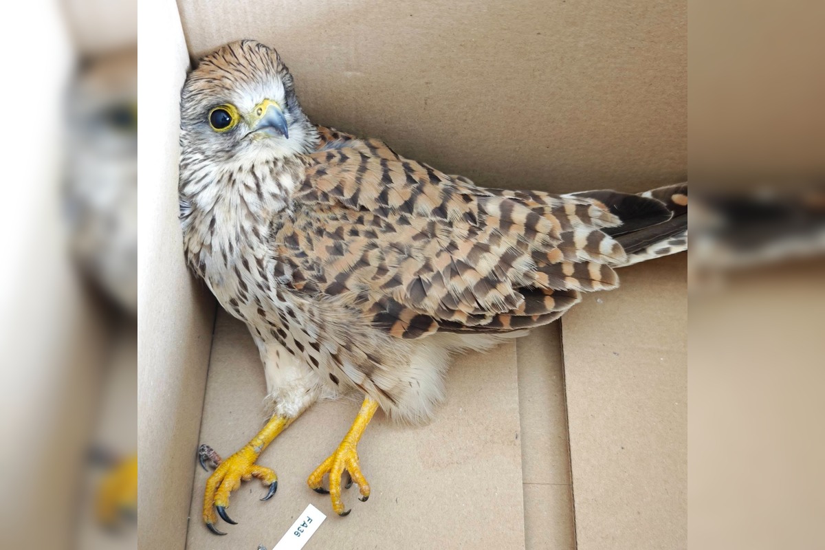 FOTO: V Partizánskom našli zraneného sokola, mestská polícia ho odovzdala ochranárom, foto 4