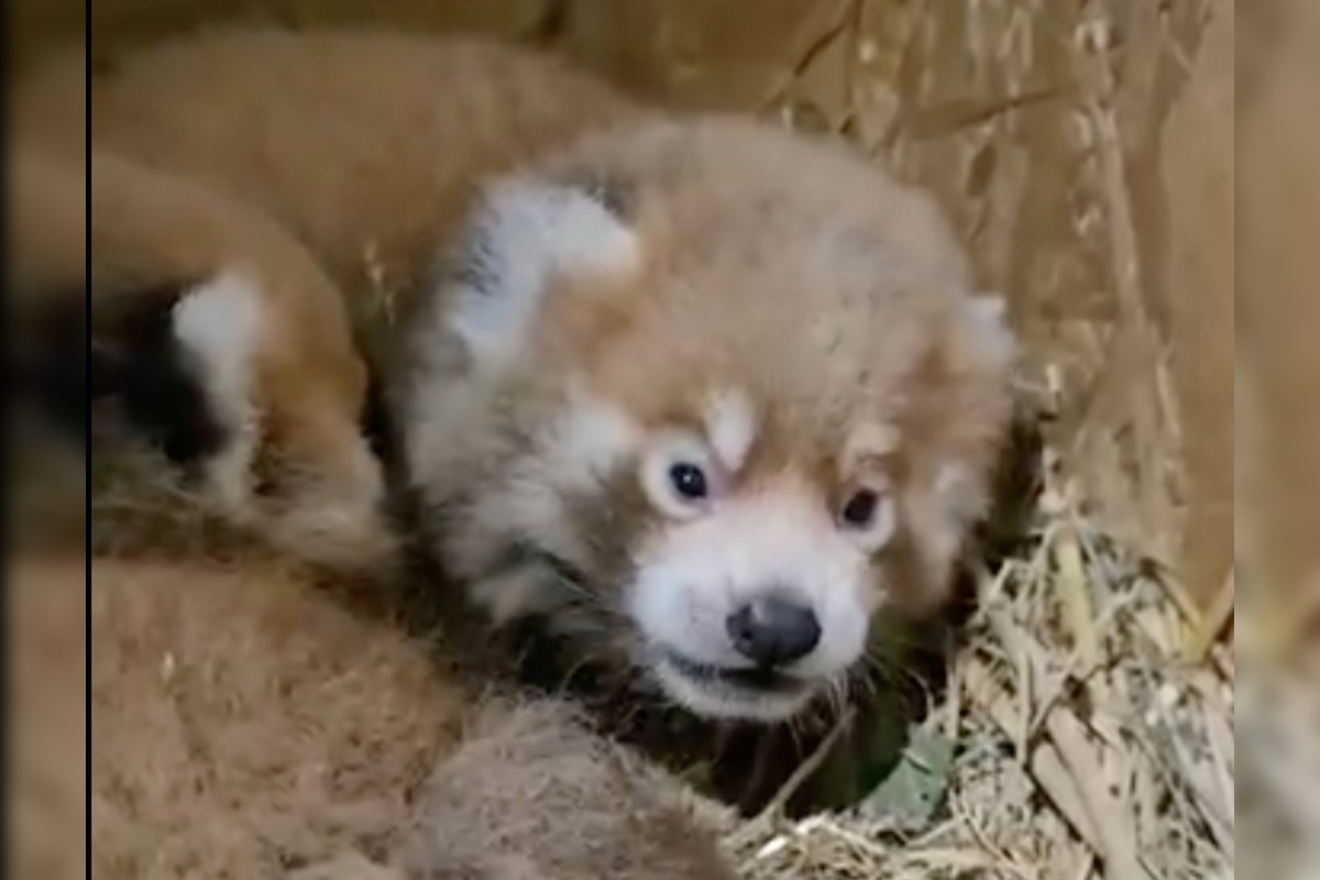 FOTO: V Bojniciach sa narodili vzácne mláďatá: Panda červená aj rys karpatský, foto 1