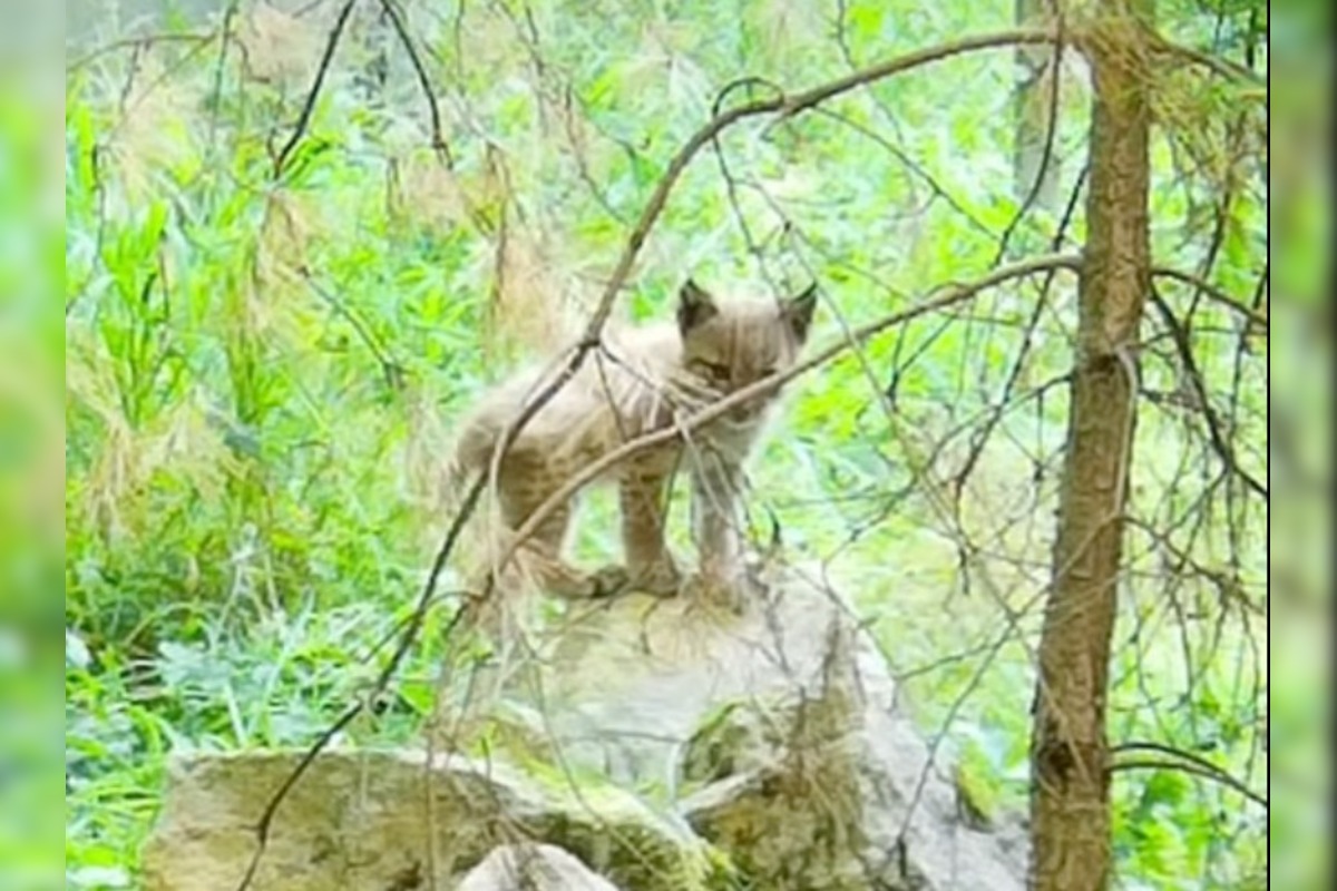 FOTO: V Bojniciach sa narodili vzácne mláďatá: Panda červená aj rys karpatský, foto 3