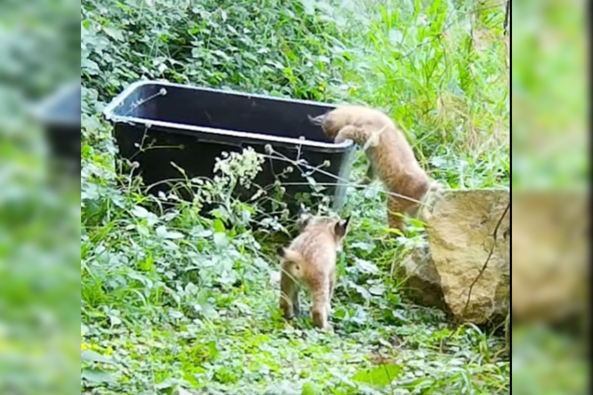 FOTO: V Bojniciach sa narodili vzácne mláďatá: Panda červená aj rys karpatský, foto 4