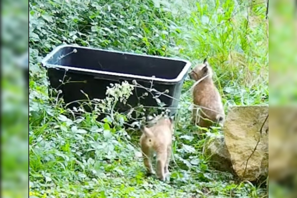 FOTO: V Bojniciach sa narodili vzácne mláďatá: Panda červená aj rys karpatský, foto 5