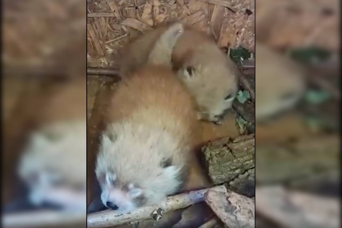 FOTO: V Bojniciach sa narodili vzácne mláďatá: Panda červená aj rys karpatský, foto 6