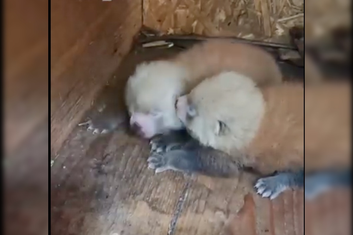 FOTO: V Bojniciach sa narodili vzácne mláďatá: Panda červená aj rys karpatský, foto 7