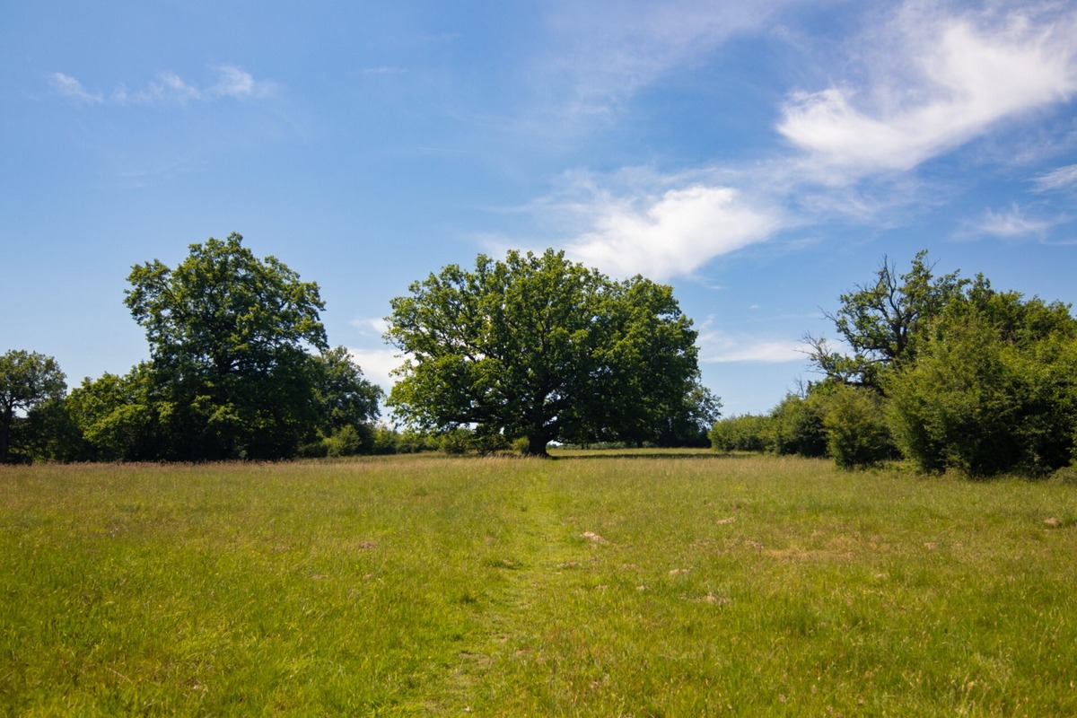 FOTO: Štyria zelení velikáni: Stromy z Trenčianskeho kraja bojujú o titul Strom roka 2025, foto 1