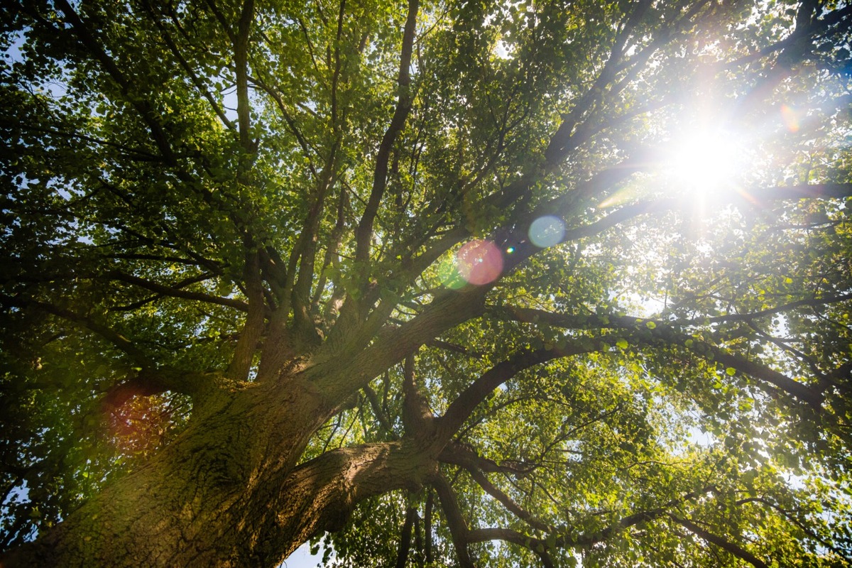 FOTO: Štyria zelení velikáni: Stromy z Trenčianskeho kraja bojujú o titul Strom roka 2025, foto 2