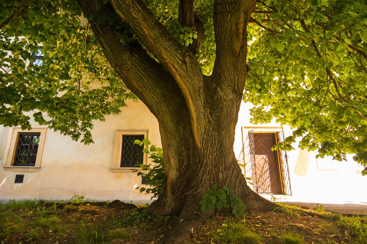 FOTO: Štyria zelení velikáni: Stromy z Trenčianskeho kraja bojujú o titul Strom roka 2025, foto 3