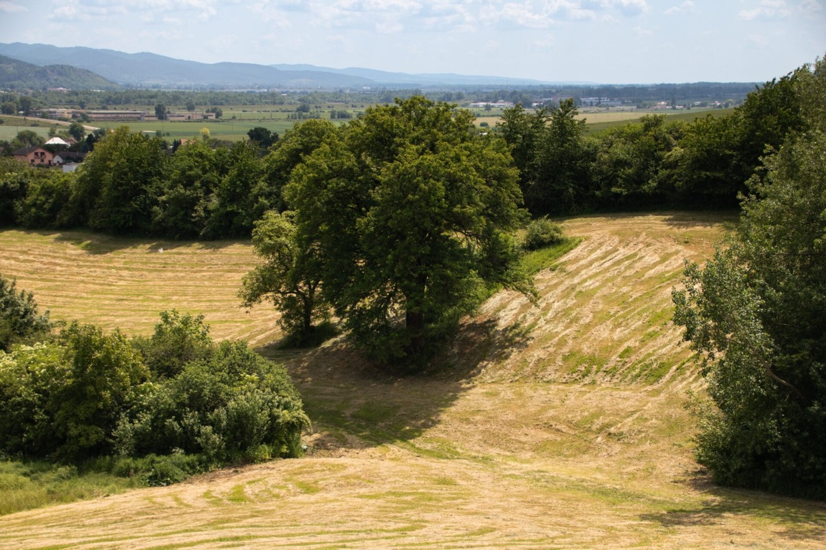 FOTO: Štyria zelení velikáni: Stromy z Trenčianskeho kraja bojujú o titul Strom roka 2025, foto 4