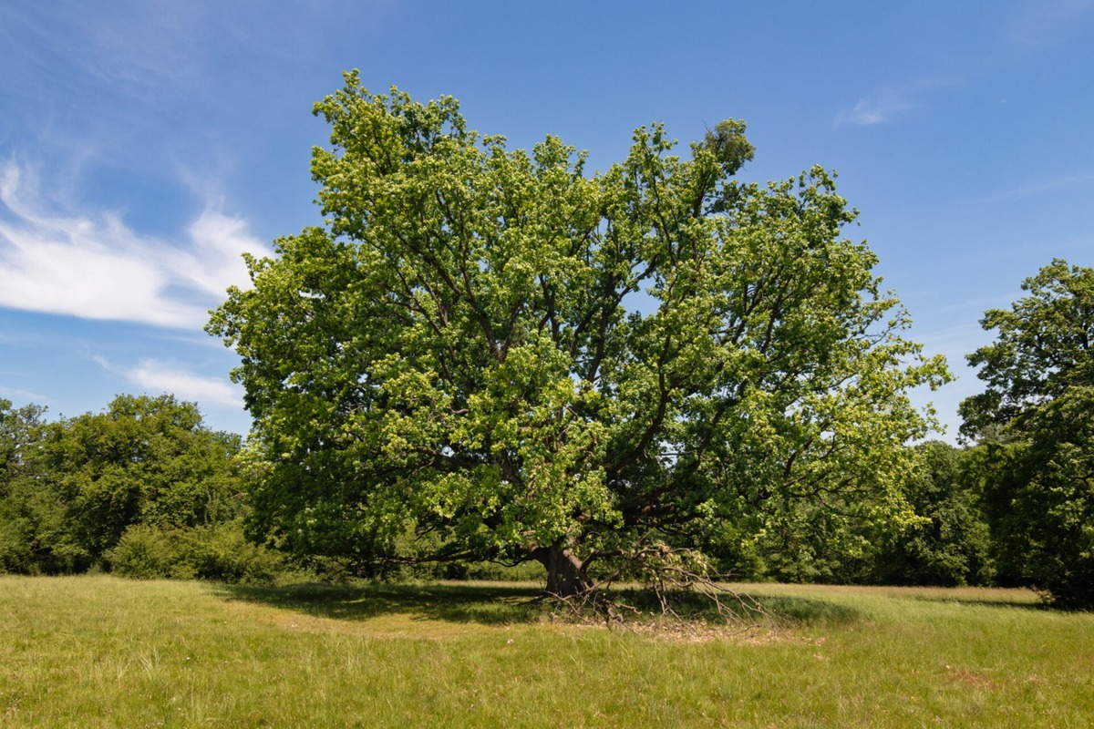 FOTO: Štyria zelení velikáni: Stromy z Trenčianskeho kraja bojujú o titul Strom roka 2025, foto 5