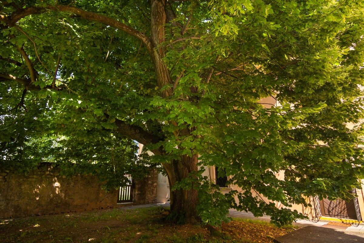 FOTO: Štyria zelení velikáni: Stromy z Trenčianskeho kraja bojujú o titul Strom roka 2025, foto 6