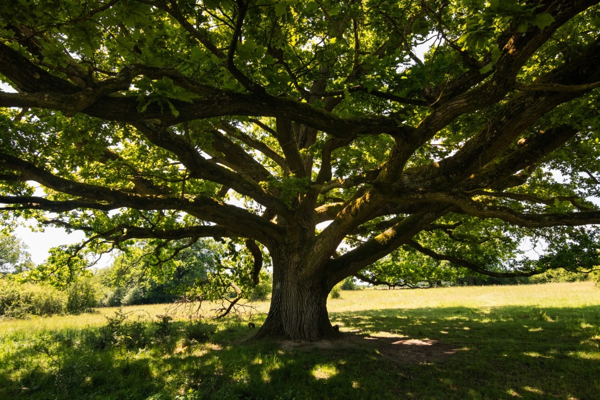 FOTO: Štyria zelení velikáni: Stromy z Trenčianskeho kraja bojujú o titul Strom roka 2025, foto 8