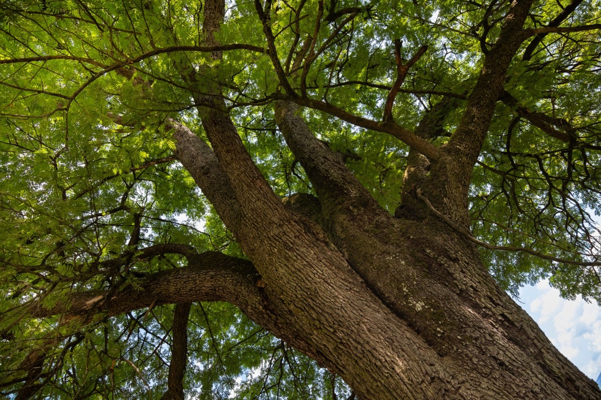 FOTO: Štyria zelení velikáni: Stromy z Trenčianskeho kraja bojujú o titul Strom roka 2025, foto 9