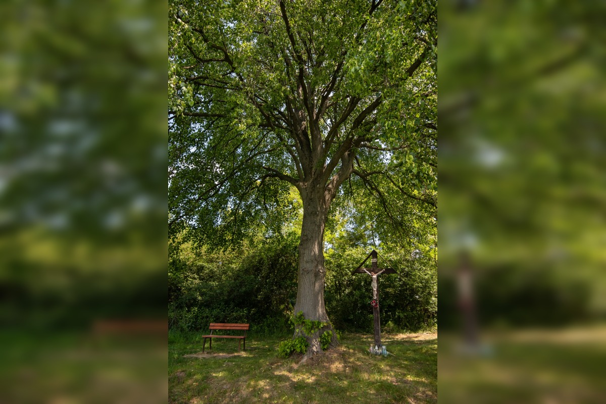 FOTO: Štyria zelení velikáni: Stromy z Trenčianskeho kraja bojujú o titul Strom roka 2025, foto 10