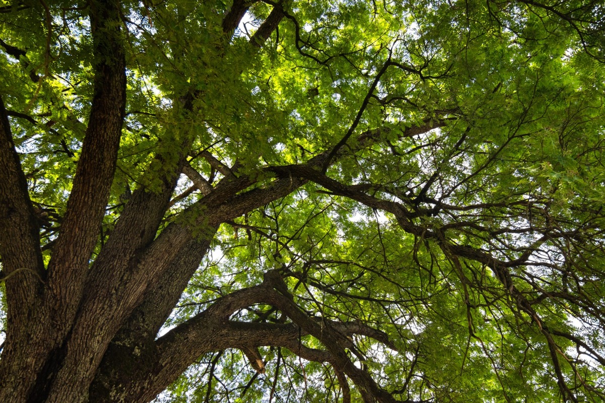 FOTO: Štyria zelení velikáni: Stromy z Trenčianskeho kraja bojujú o titul Strom roka 2025, foto 11