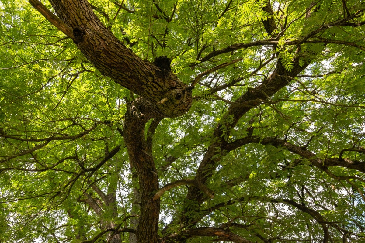 FOTO: Štyria zelení velikáni: Stromy z Trenčianskeho kraja bojujú o titul Strom roka 2025, foto 12