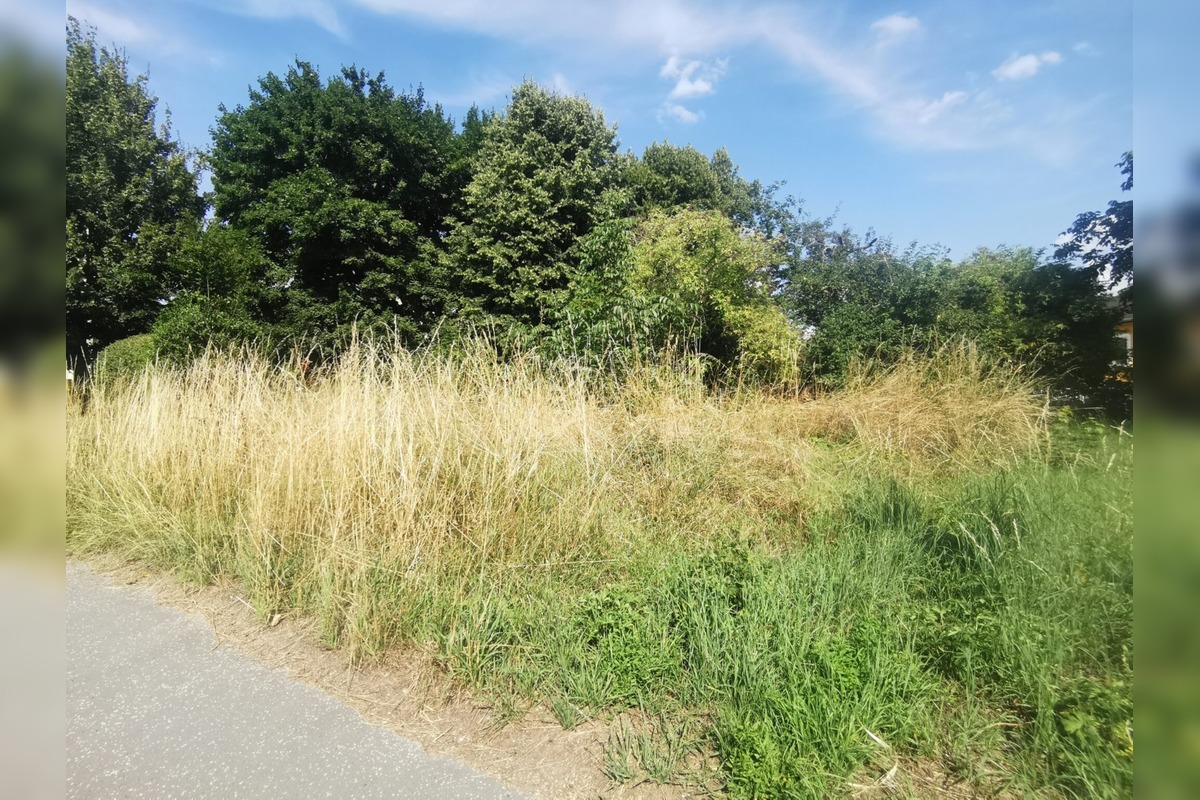 FOTO: Obyvateľov Trenčína hnevá vysoká tráva v katastri mesta, foto 2