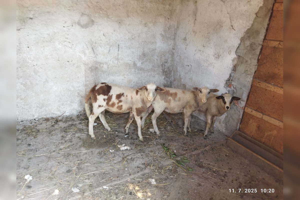 FOTO: Ovce v rukách nezodpovedného majiteľa z Lednických Rovní. Žiadna voda, žiadne krmivo, len žihľava a šachta, foto 2
