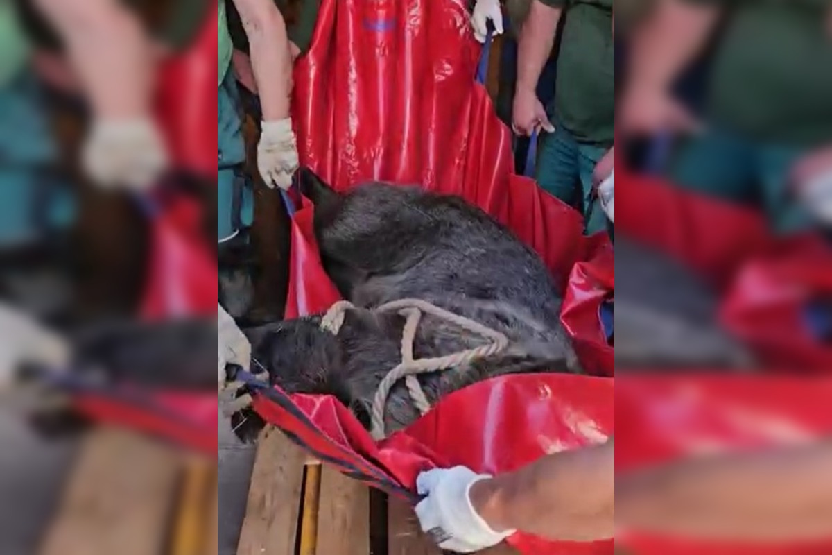 FOTO: Medvede z bojnickej zoo presunuli do Talianska, môžu teraz prijať ďalšie jedince , foto 3