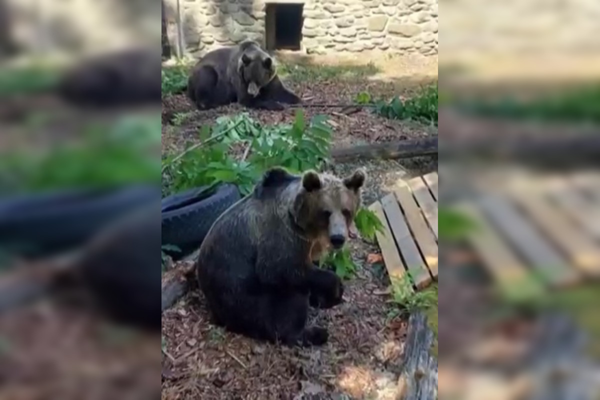 FOTO: Medvede z bojnickej zoo presunuli do Talianska, môžu teraz prijať ďalšie jedince , foto 5