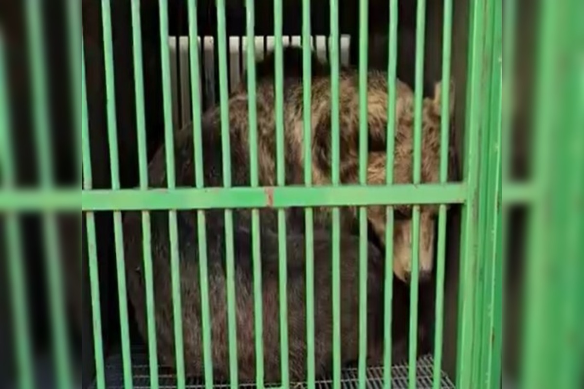 FOTO: Medvede z bojnickej zoo presunuli do Talianska, môžu teraz prijať ďalšie jedince , foto 6