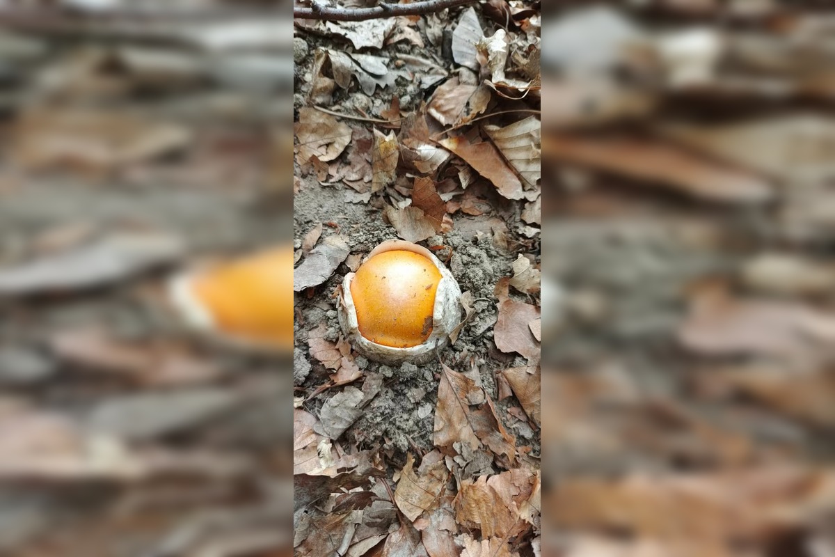 FOTO: Pri Starej Turej objavili vzácnu muchotrávku, jej zber je prísne zakázaný, foto 1