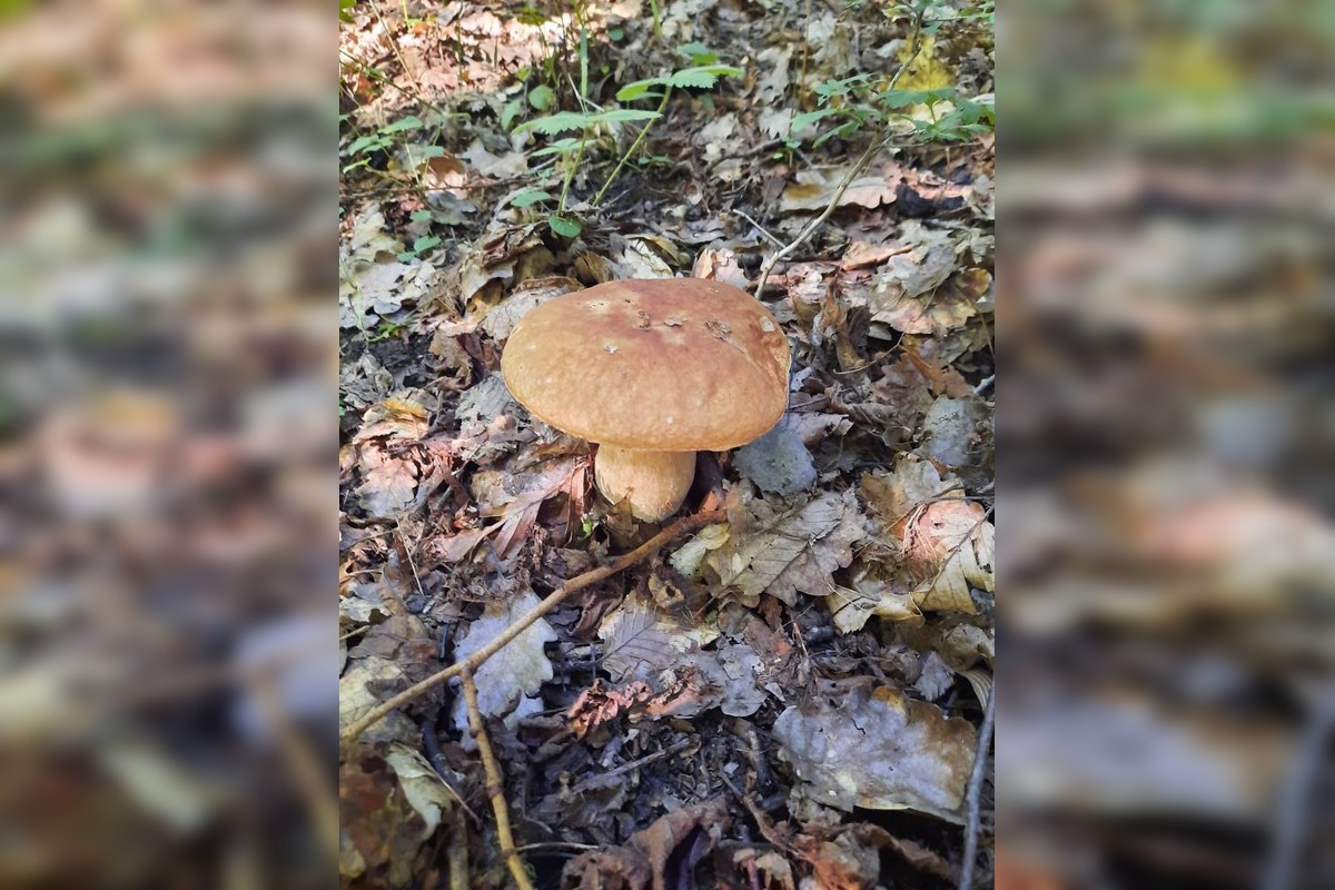 FOTO: Hubári v Trenčianskom kraji sa tešia z úlovkov, foto 4