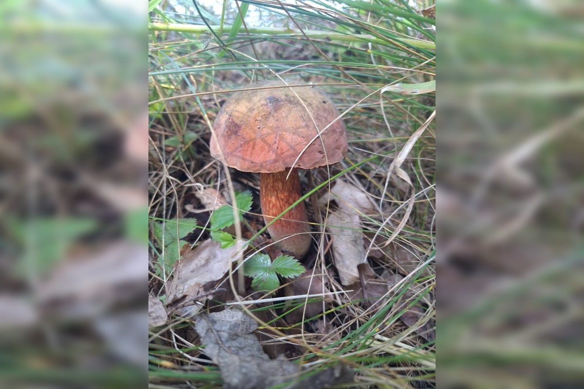 FOTO: Hubári v Trenčianskom kraji sa tešia z úlovkov, foto 5