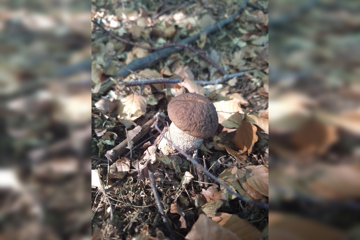 FOTO: Hubári v Trenčianskom kraji sa tešia z úlovkov, foto 7