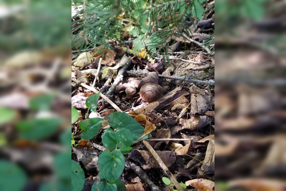 FOTO: Hubári v Trenčianskom kraji sa tešia z úlovkov, foto 9