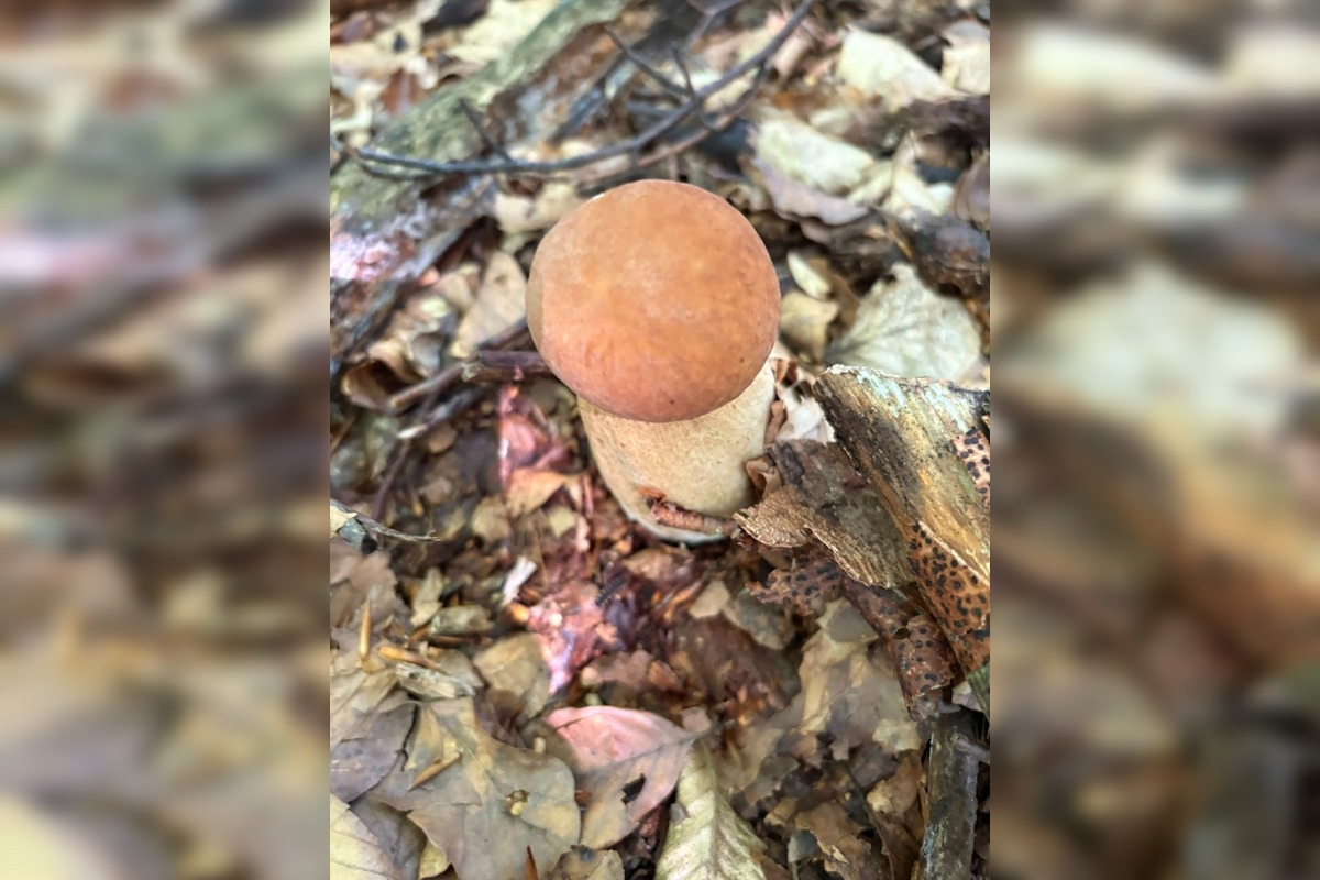 FOTO: Hubári v Trenčianskom kraji sa tešia z úlovkov, foto 10