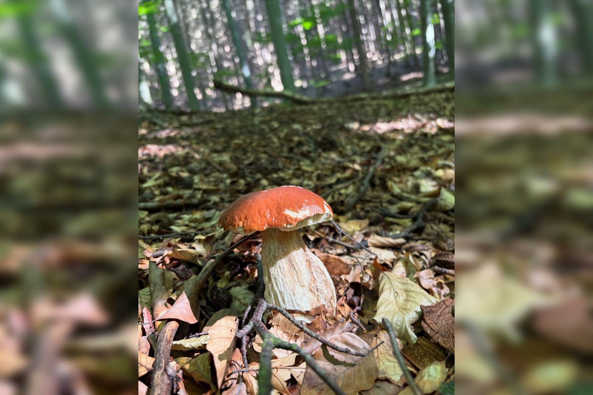 FOTO: Hubári v Trenčianskom kraji sa tešia z úlovkov, foto 11