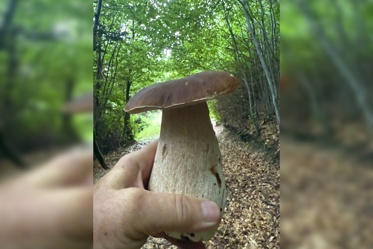 FOTO: Hubári v Trenčianskom kraji sa tešia z úlovkov, foto 13