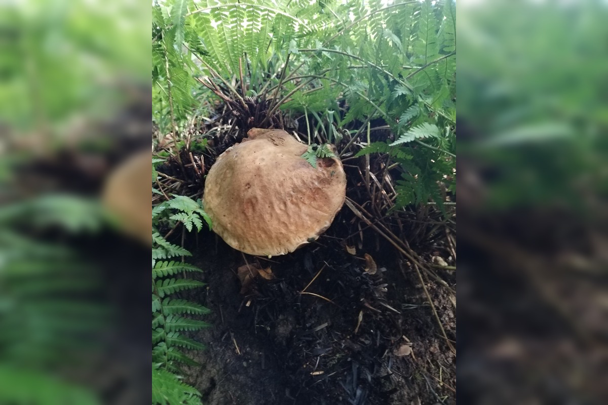 FOTO: Hubári v Trenčianskom kraji sa tešia z úlovkov, foto 19