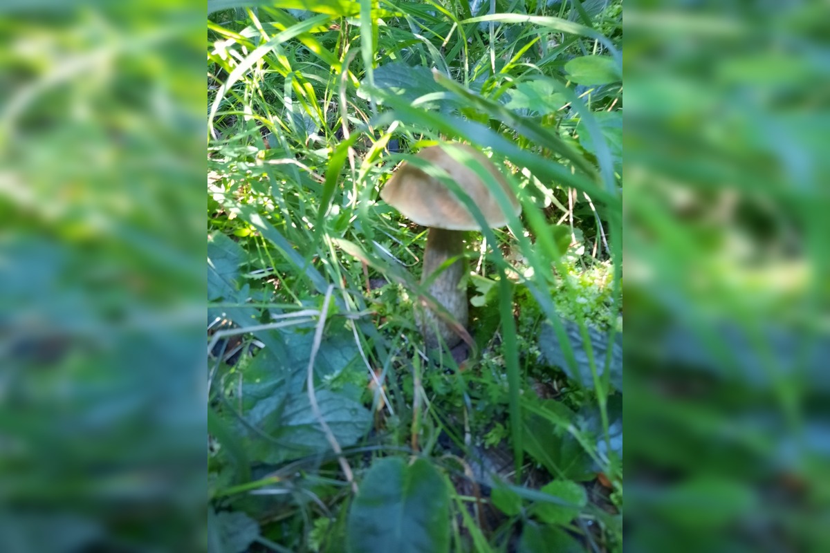 FOTO: Hubári v Trenčianskom kraji sa tešia z úlovkov, foto 20