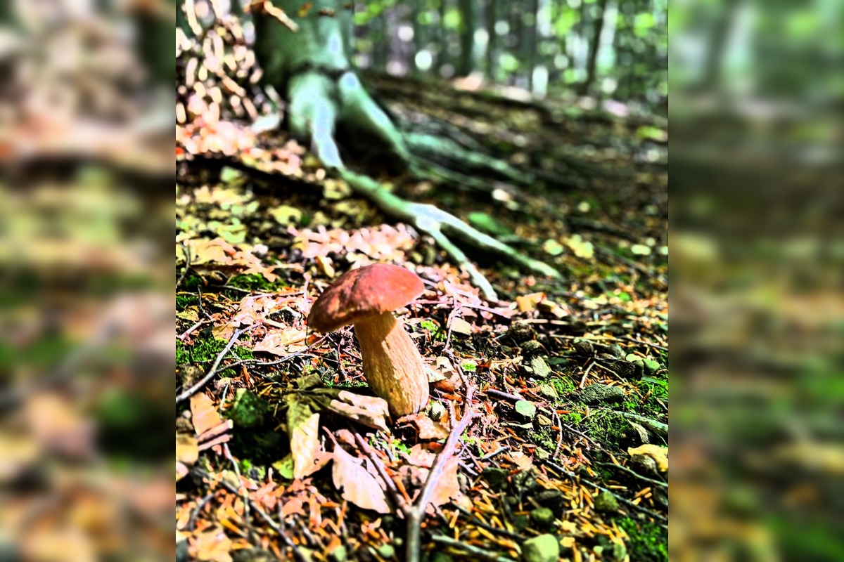 FOTO: Hubári v Trenčianskom kraji sa tešia z úlovkov, foto 22