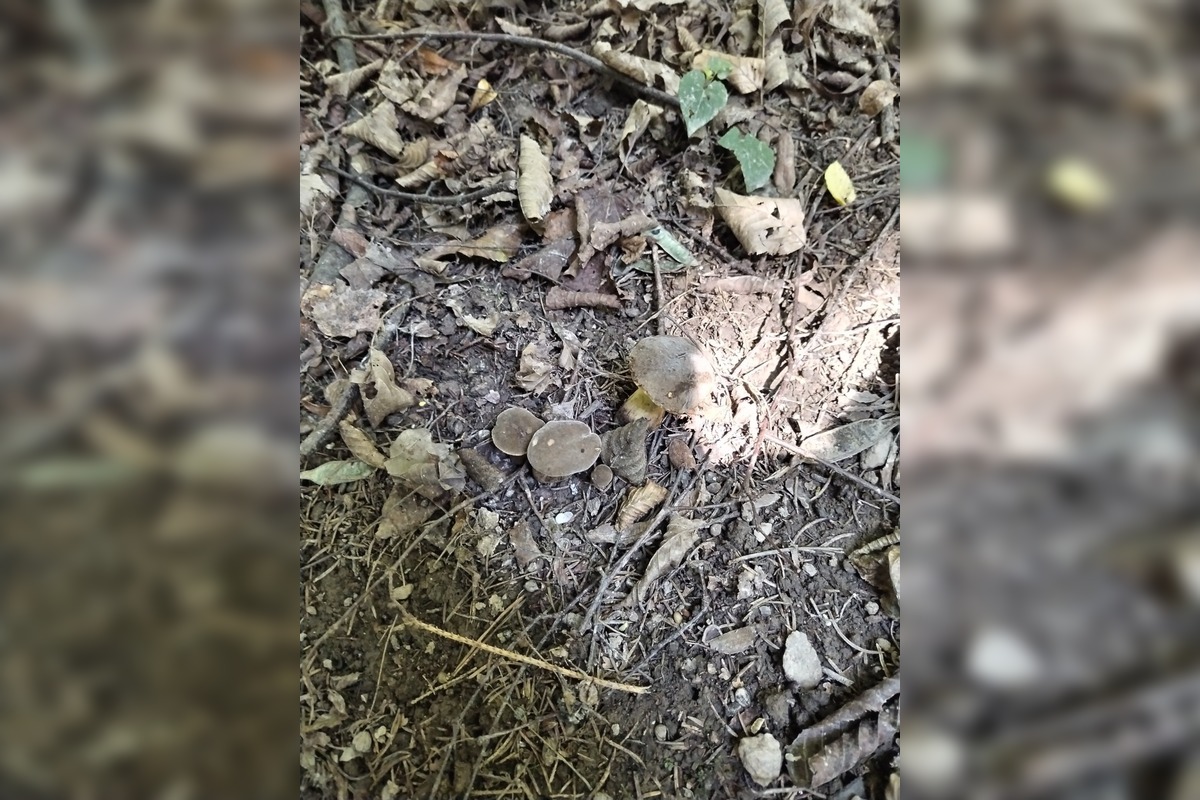 FOTO: Hubári v Trenčianskom kraji sa tešia z úlovkov, foto 24