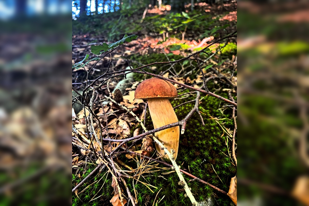 FOTO: Hubári v Trenčianskom kraji sa tešia z úlovkov, foto 25