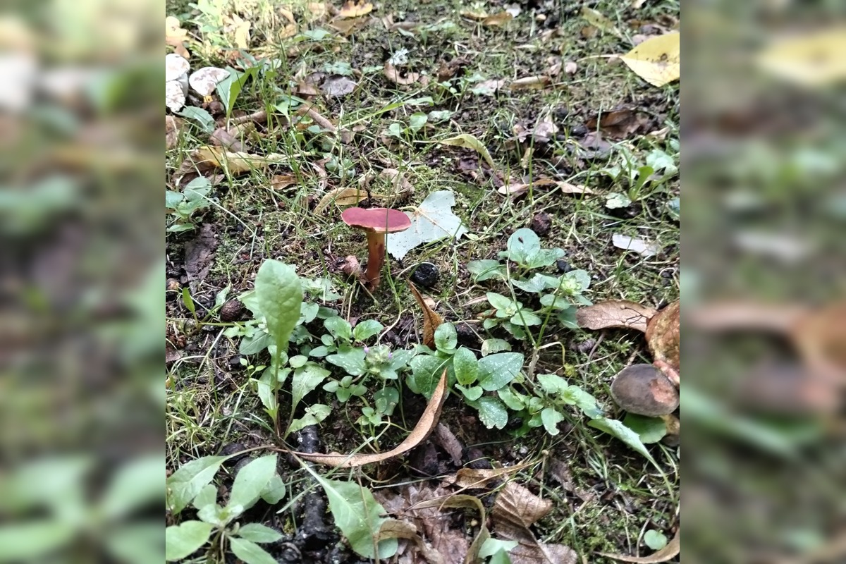 FOTO: Hubári v Trenčianskom kraji sa tešia z úlovkov, foto 26