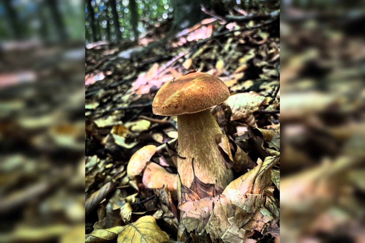 FOTO: Hubári v Trenčianskom kraji sa tešia z úlovkov, foto 27